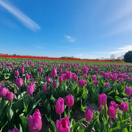 Zomerhuis De Jong Vakantiehuis *