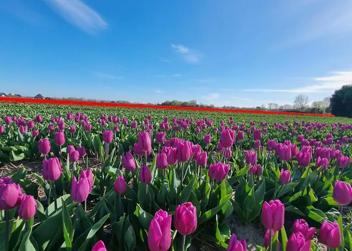 Zomerhuis De Jong Vakantiehuis *